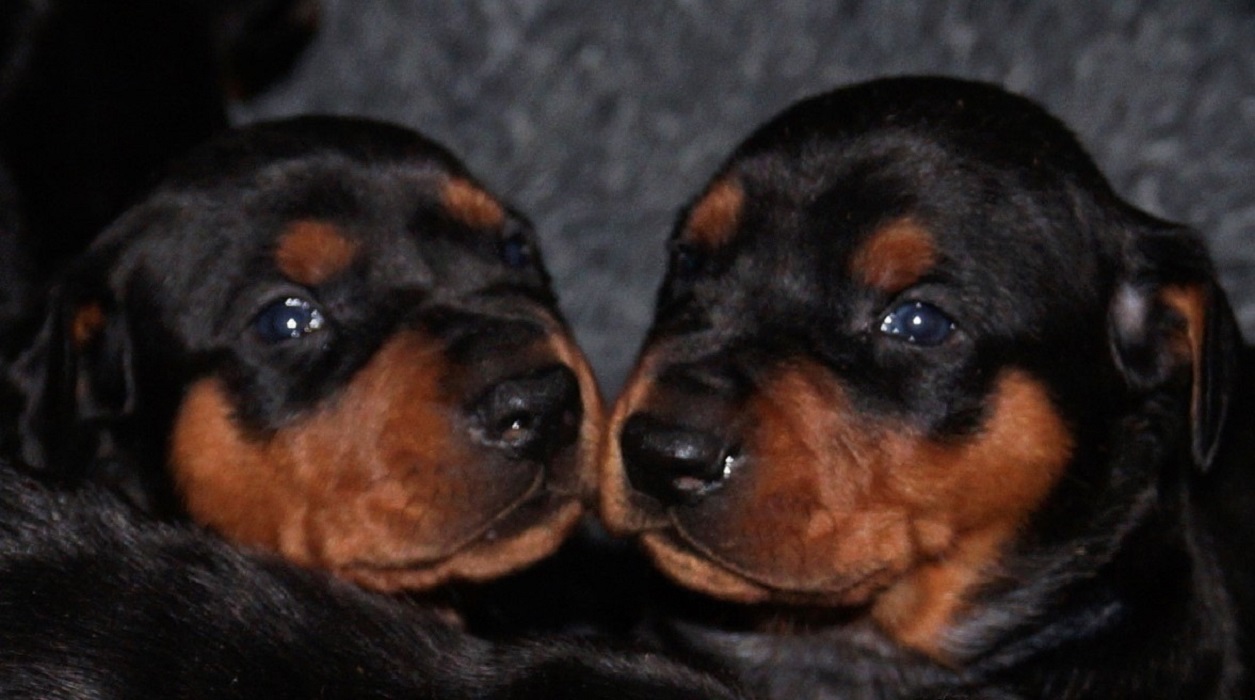 Pinscher * Xélanc Beauty B kull 3 veckor